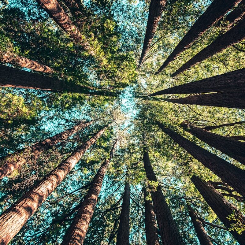 low angle photography of trees at daytime
